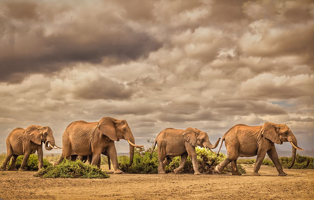 Elephant family-Amboseli National Park-Africa